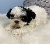 Champ, a male Shih Tzu for sale in Virginia, VA – Photo 6 of 6