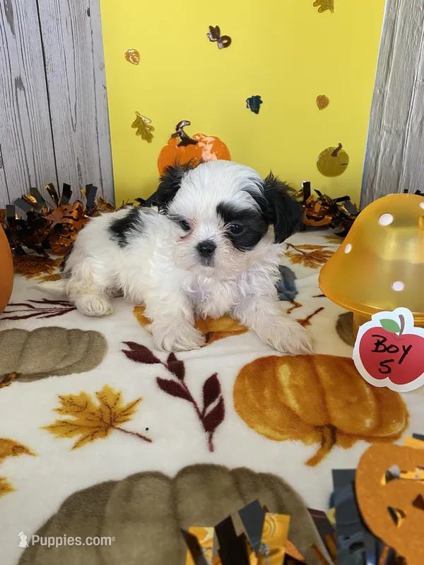 Shih Tzu 4 – Shih Tzu puppy for sale in Stevensburg, VA
