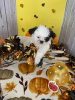Shih Tzu 5, a male Shih Tzu for sale in Stevensburg, VA – 4 of 5