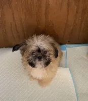 Teddy, a male Shih Tzu for sale in Virginia, VA – 4 of 6