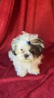 Jojo, a male Shih Tzu for sale in Virginia, VA – 4 of 5