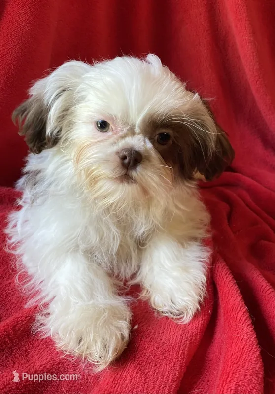 Lucky – Shih Tzu puppy for sale in Virginia, VA