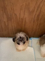 Teddy, a male Shih Tzu for sale in Virginia, VA – 3 of 6
