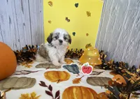 Shih tzu, a male Shih Tzu for sale in Stevensburg, VA – 3 of 6