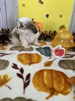 Shih tzu, a male Shih Tzu for sale in Stevensburg, VA – 6 of 6