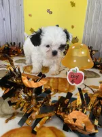 Shih Tzu 3, a male Shih Tzu for sale in Stevensburg, VA – 3 of 6