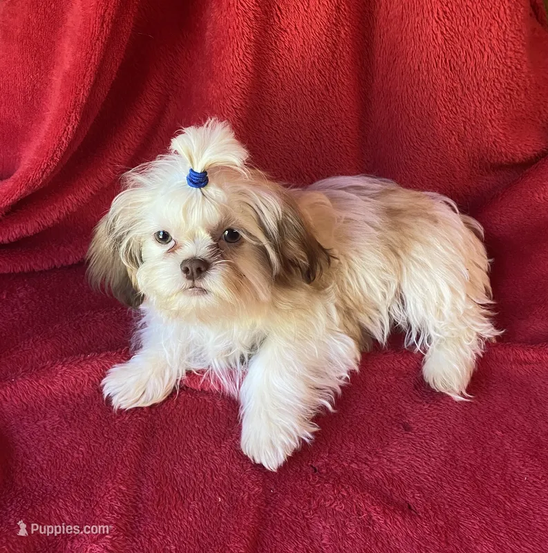 Pip – Shih Tzu puppy for sale in Virginia, VA