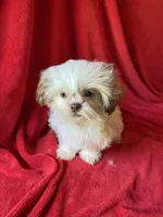 Pip, a male Shih Tzu for sale in Virginia, VA – 2 of 7