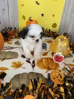 Shih Tzu 4, a male Shih Tzu for sale in Stevensburg, VA – 3 of 5