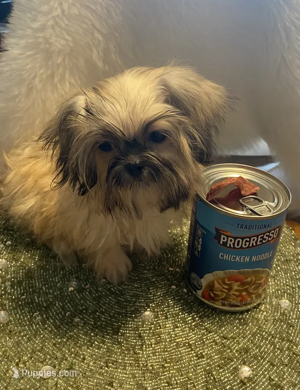 Teddy – Shih Tzu puppy for sale in Lignum, VA