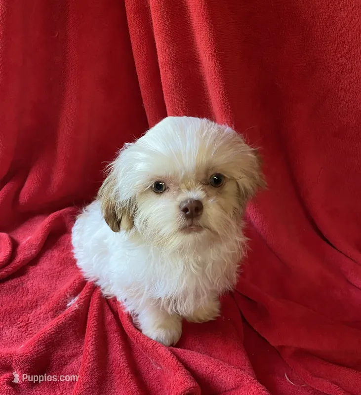 Pal – Shih Tzu puppy for sale in Virginia, VA