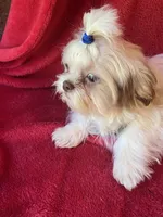 Pip, a male Shih Tzu for sale in Virginia, VA – 5 of 7