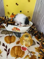Shih Tzu, a male Shih Tzu for sale in Stevensburg, VA – 3 of 8