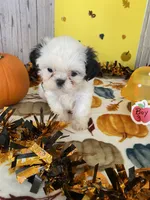 Shih Tzu, a male Shih Tzu for sale in Stevensburg, VA – 2 of 8