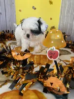 Shih Tzu 3, a male Shih Tzu for sale in Stevensburg, VA – 6 of 6