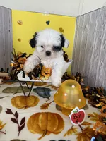 Shih Tzu 3, a male Shih Tzu for sale in Stevensburg, VA – 2 of 6
