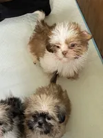 Zip, a male Shih Tzu for sale in Virginia, VA – 2 of 3