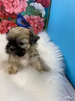 Teddy, a male Shih Tzu for sale in Virginia, VA – 2 of 5