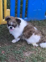 Dusty, a male Shih Tzu for sale in Virginia, VA – 3 of 5