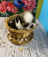 Taz, a male Shih Tzu for sale in Virginia, VA – 5 of 8