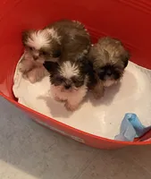 Taz, a male Shih Tzu for sale in Virginia, VA – 7 of 8