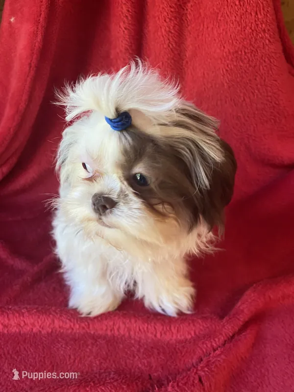 Jojo – Shih Tzu puppy for sale in Virginia, VA
