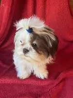 Jojo, a male Shih Tzu for sale in Virginia, VA – 1 of 5