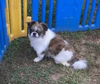 Dusty, a male Shih Tzu for sale in Virginia, VA – 4 of 5