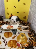 Shih Tzu 5, a male Shih Tzu for sale in Stevensburg, VA – 5 of 5