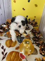 Shih Tzu 4, a male Shih Tzu for sale in Stevensburg, VA – 2 of 5