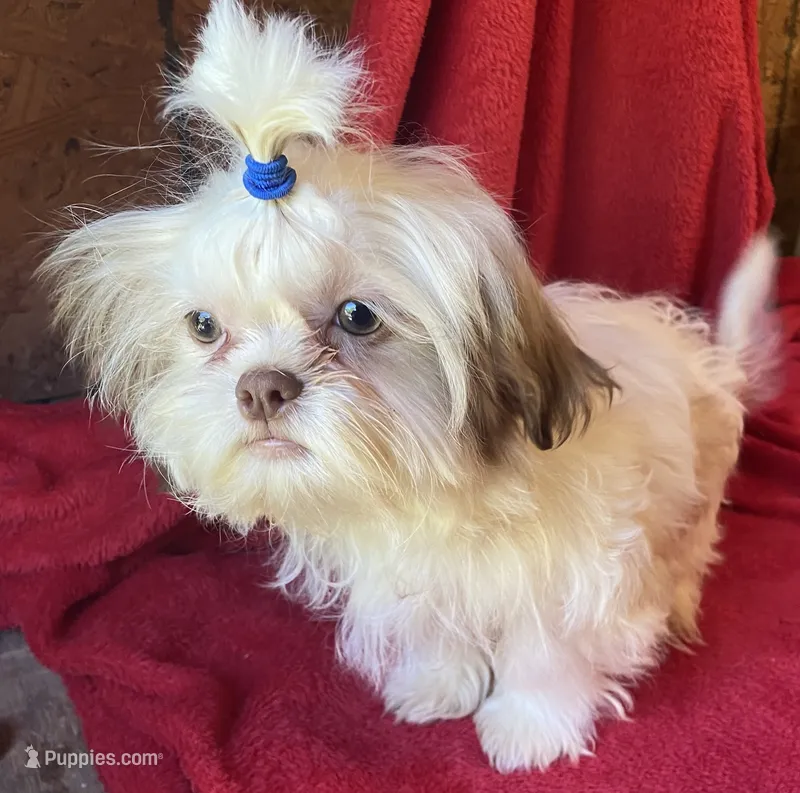 Pip – Shih Tzu puppy for sale in Virginia, VA
