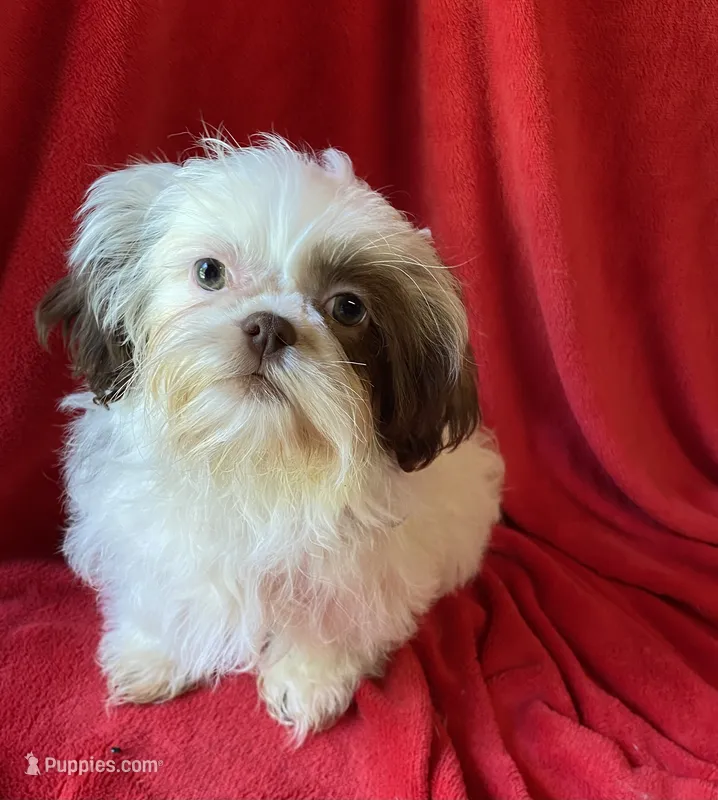 Lucky – Shih Tzu puppy for sale in Virginia, VA