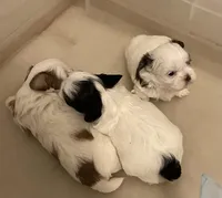 3 babies, a male Shih Tzu for sale in Virginia, VA – Photo 3 of 9