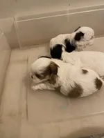 3 babies, a male Shih Tzu for sale in Virginia, VA – Photo 9 of 9