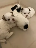 3 babies, a male Shih Tzu for sale in Virginia, VA – Photo 8 of 9