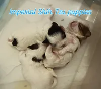 3 babies, a male Shih Tzu for sale in Virginia, VA – Photo 6 of 9