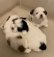 3 babies, a male Shih Tzu for sale in Virginia, VA – Photo 4 of 9