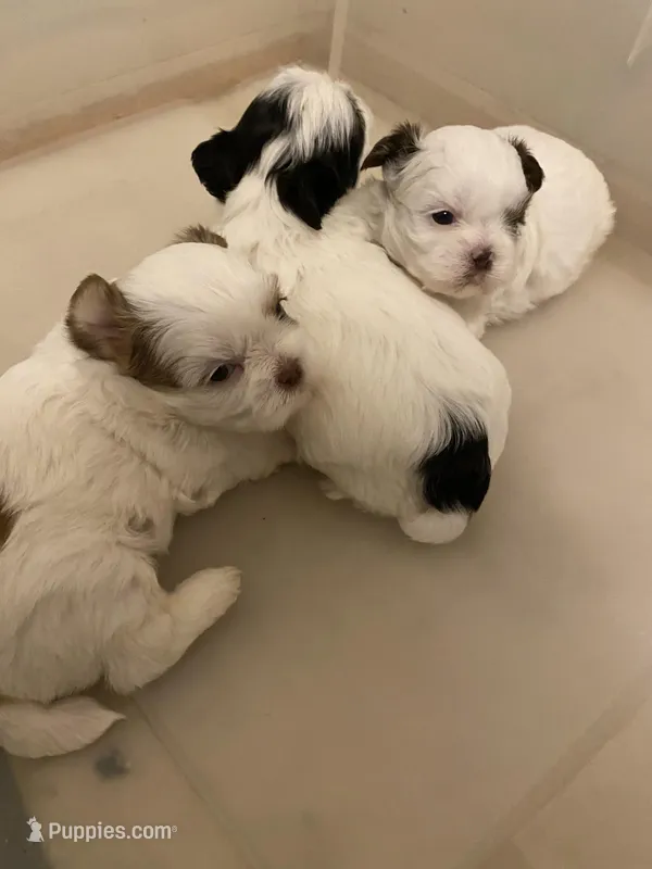 3 babies