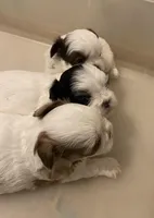 3 babies, a male Shih Tzu for sale in Virginia, VA – Photo 7 of 9