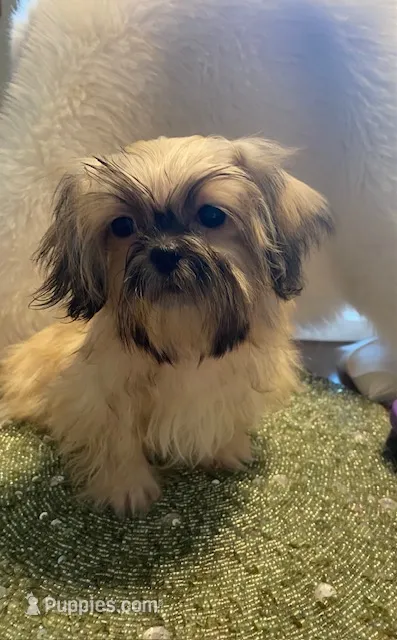 Teddy – Shih Tzu puppy for sale in Virginia, VA