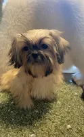 Teddy, a male Shih Tzu for sale in Lignum, VA – 1 of 7