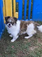 Dusty, a male Shih Tzu for sale in Virginia, VA – 2 of 5