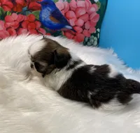 Taz, a male Shih Tzu for sale in Virginia, VA – 2 of 8