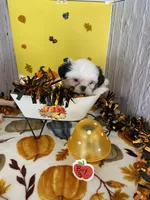 Shih Tzu, a male Shih Tzu for sale in Stevensburg, VA – 5 of 8