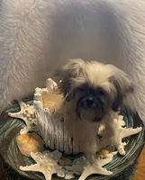 Teddy, a male Shih Tzu for sale in Lignum, VA – 4 of 7