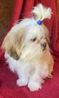 Pip, a male Shih Tzu for sale in Virginia, VA – 3 of 7