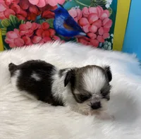 Taz, a male Shih Tzu for sale in Virginia, VA – 6 of 8