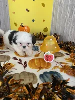 Shih Tzu, a male Shih Tzu for sale in Stevensburg, VA – 7 of 8