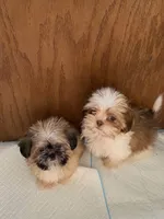 Zip, a male Shih Tzu for sale in Virginia, VA – 3 of 3