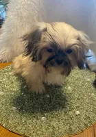Teddy, a male Shih Tzu for sale in Lignum, VA – 2 of 7